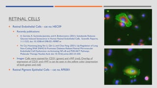 RETINAL CELLS
 Retinal Endothelial Cells - cat no. HEC09
 Recently publications:
 A. Gericke, K. Suminska-Jasinska, and A. Breborowicz. (2021). Sulodexide Reduces
Glucose Induced Senescence in Human Retinal Endothelial Cells. Scientific Reports,
11:11532. doi: 10.1038/s41598-021-90987-w
 Fei Cai, Huanzong Jiang,Yan Li, Qin Li, and ChaoYang. (2021). Up-Regulation of Long
Non-Coding RNA SNHG16 Promotes Diabetes-Related Retinal Microvascular
Endothelial Cell Dysfunction via Activating NF-κB and PI3K/AKT Pathways.
Molecular Therapy: Nucleic Acid. doi: 10.1016/j.omtn.2021.01.035
 Images: Cells were stained for CD31 (green) and vWF (red). Overlap of
expression of CD31 and vWF is can be seen in the yellow color (expression
of both green and red)
 Retinal Pigment Epithelial Cells – cat no. RPE001
 