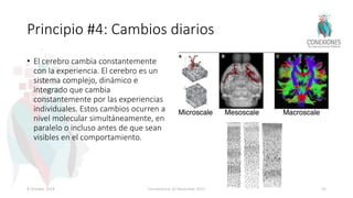Principio #4: Cambios diarios
• El cerebro cambia constantemente
con la experiencia. El cerebro es un
sistema complejo, dinámico e
integrado que cambia
constantemente por las experiencias
individuales. Estos cambios ocurren a
nivel molecular simultáneamente, en
paralelo o incluso antes de que sean
visibles en el comportamiento.
8 October 2018 Connectome 26 December 2012 55
 