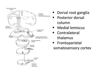  Dorsal root ganglia
 Posterior dorsal
column
 Medial lemiscus
 Contralateral
thalamus
 Frontoparietal
somatosensory cortex
 