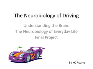 The Neurobiology of Driving
Understanding the Brain:
The Neurobiology of Everyday Life
Final Project
By KC Ruano
 