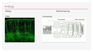 Analogy
Biology Machine learning
Arbor Connectivity
 