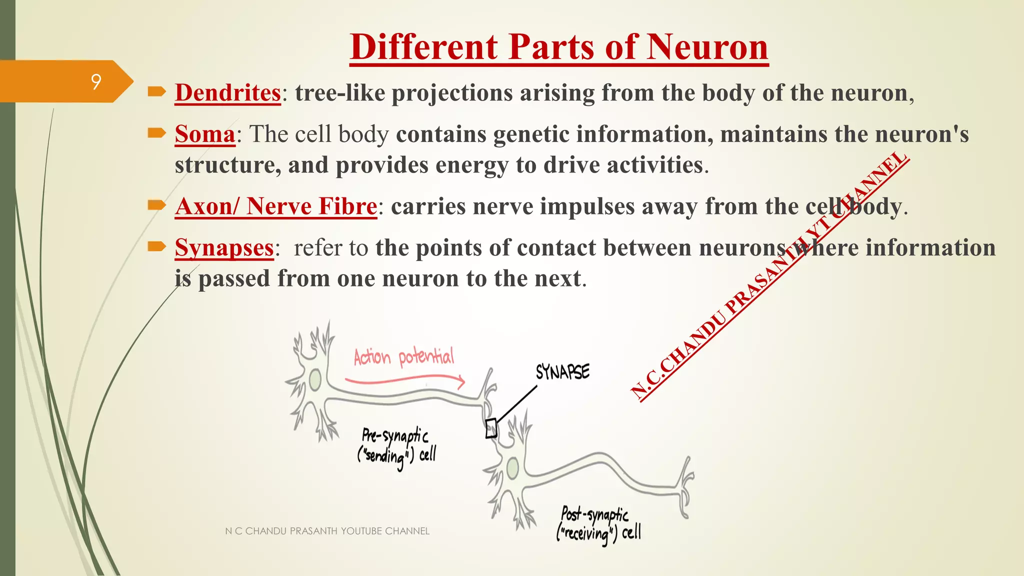 Different Parts of Neuron
 Dendrites: tree-like projections arising from the body of the neuron,
 Soma: The cell body contains genetic information, maintains the neuron's
structure, and provides energy to drive activities.
 Axon/ Nerve Fibre: carries nerve impulses away from the cell body.
 Synapses: refer to the points of contact between neurons where information
is passed from one neuron to the next.
N C CHANDU PRASANTH YOUTUBE CHANNEL
9
 