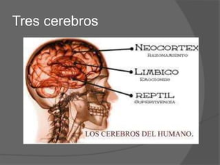 Tres cerebros
 