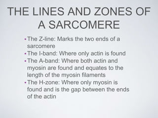 •The Z-line: Marks the two ends of a
sarcomere
•The I-band: Where only actin is found
•The A-band: Where both actin and
myosin are found and equates to the
length of the myosin filaments
•The H-zone: Where only myosin is
found and is the gap between the ends
of the actin
THE LINES AND ZONES OF
A SARCOMERE
 