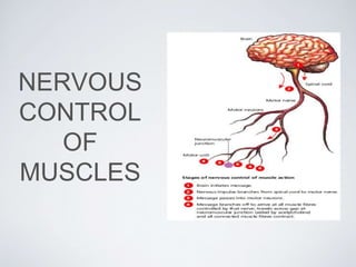 NERVOUS
CONTROL
OF
MUSCLES
 