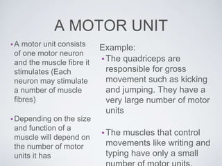 A MOTOR UNIT
•A motor unit consists
of one motor neuron
and the muscle fibre it
stimulates (Each
neuron may stimulate
a number of muscle
fibres)
•Depending on the size
and function of a
muscle will depend on
the number of motor
units it has
Example:
•The quadriceps are
responsible for gross
movement such as kicking
and jumping. They have a
very large number of motor
units
•The muscles that control
movements like writing and
typing have only a small
 
