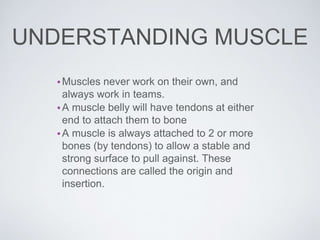 UNDERSTANDING MUSCLE
•Muscles never work on their own, and
always work in teams.
•A muscle belly will have tendons at either
end to attach them to bone
•A muscle is always attached to 2 or more
bones (by tendons) to allow a stable and
strong surface to pull against. These
connections are called the origin and
insertion.
 