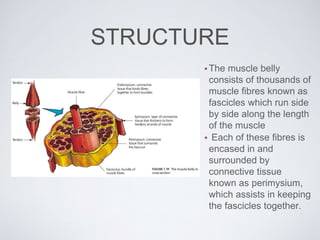 STRUCTURE
•The muscle belly
consists of thousands of
muscle fibres known as
fascicles which run side
by side along the length
of the muscle
• Each of these fibres is
encased in and
surrounded by
connective tissue
known as perimysium,
which assists in keeping
the fascicles together.
 