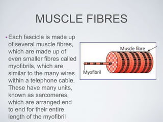 MUSCLE FIBRES
•Each fascicle is made up
of several muscle fibres,
which are made up of
even smaller fibres called
myofibrils, which are
similar to the many wires
within a telephone cable.
These have many units,
known as sarcomeres,
which are arranged end
to end for their entire
length of the myofibril
 