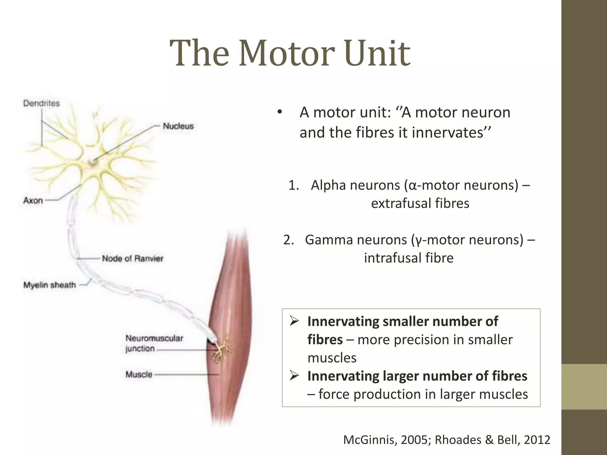 Neuromuscular Adaptations to Sports Training | PPTX