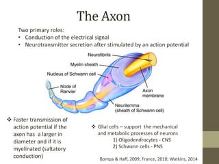 Axon Signaling Neuromuscular Adaptations to Sports Training | PPTX