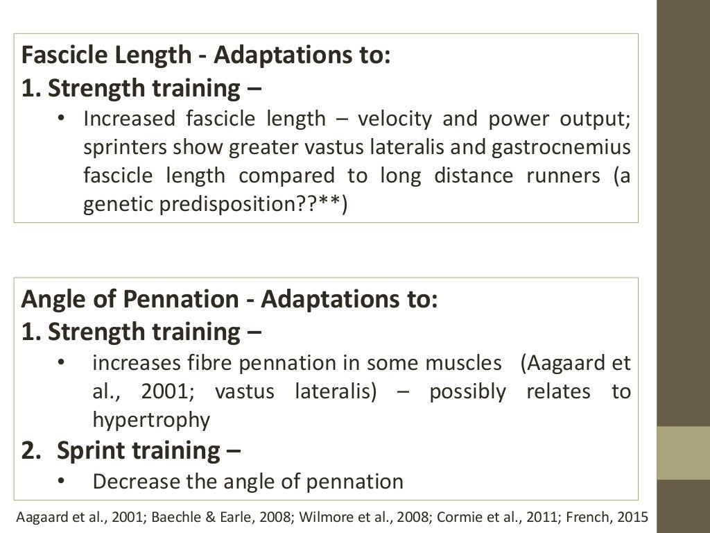 Neuromuscular Adaptations to Sports Training