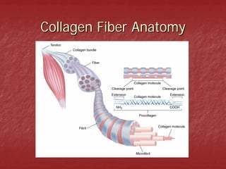 Collagen Fiber Anatomy
 