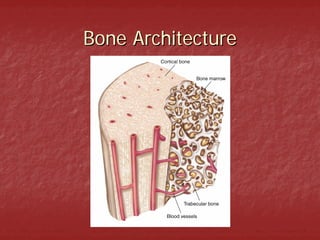 Bone Architecture
 