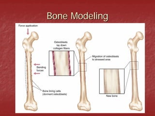 Bone Modeling
 