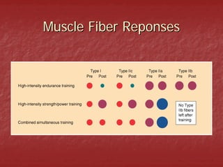 Muscle Fiber Reponses
 