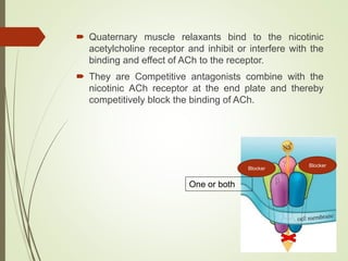  Quaternary muscle relaxants bind to the nicotinic
acetylcholine receptor and inhibit or interfere with the
binding and effect of ACh to the receptor.
 They are Competitive antagonists combine with the
nicotinic ACh receptor at the end plate and thereby
competitively block the binding of ACh.
One or both
Blocker
Blocker
 