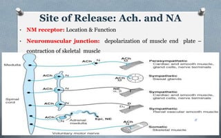 Site of Release: Ach. and NA
• NM receptor: Location & Function
• Neuromuscular junction: depolarization of muscle end plate –
contraction of skeletal muscle
11
 