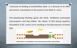 • A decrease in binding of acetylcholine leads to a decrease in its effect
and neuron transmission to the muscle is less likely to occur.
• Non-depolarising blocking agents also block facilitatory presynaptic
autoreceptors, and thus inhibit the release of ACh during repetitive
stimulation of the motor nerve resulting in the phenomenon of tetanic
fade.
15
 