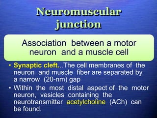 Neuromuscular
junction
Association between a motor
neuron and a muscle cell
• Synaptic cleft...The cell membranes of the
neuron and muscle fiber are separated by
a narrow (20-nm) gap
• Within the most distal aspect of the motor
neuron, vesicles containing the
neurotransmitter acetylcholine (ACh) can
be found.
 