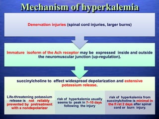 Mechanism of hyperkalemia
succinylcholine to effect widespread depolarization and extensive
potassium release.
Life-threatening potassium
release is not reliably
prevented by pretreatment
with a nondepolarizer
risk of hyperkalemia usually
seems to peak in 7–10 days
following the injury
risk of hyperkalemia from
succinylcholine is minimal in
the fi rst 2 days after spinal
cord or burn injury.
Immature isoform of the Ach receptor may be expressed inside and outside
the neuromuscular junction (up-regulation).
Denervation injuries (spinal cord injuries, larger burns)
 