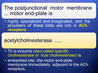 The postjunctional motor membrane
... motor end-plate is
• highly specialized and invaginated, and the
shoulders of these folds are rich in ACh
receptors
acetylcholinesterase ......
• Th is enzyme (also called specific
cholinesterase or true cholinesterase) is
• embedded into the motor end-plate
membrane immediately adjacent to the ACh
receptors.
 