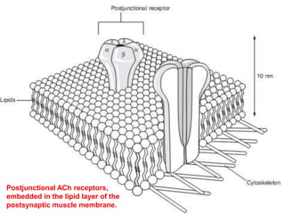 Postjunctional ACh receptors,
embedded in the lipid layer of the
postsynaptic muscle membrane.
 