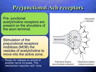 Prejunctional Ach receptors
Pre- junctional
acetylcholine receptors are
present on the shoulders of
the axon terminal,
Stimulation of the
prejunctional receptors
mobilizes (MOB) the
vesicles of acetylcholine to
move into the active zone,
• Ready for release on arrival of
another nerve im-pulse. The
mechanism requires ca2+ ions.
 