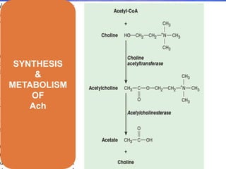 SYNTHESIS
&
METABOLISM
OF
Ach
 