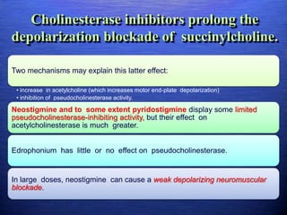 Cholinesterase inhibitors prolong the
depolarization blockade of succinylcholine.
Two mechanisms may explain this latter effect:
• increase in acetylcholine (which increases motor end-plate depolarization)
• inhibition of pseudocholinesterase activity.
Neostigmine and to some extent pyridostigmine display some limited
pseudocholinesterase-inhibiting activity, but their effect on
acetylcholinesterase is much greater.
Edrophonium has little or no effect on pseudocholinesterase.
In large doses, neostigmine can cause a weak depolarizing neuromuscular
blockade.
 
