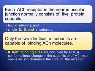 Each ACh receptor in the neuromuscular
junction normally consists of five protein
subunits;
• two α subunits; and
• single β, δ, and ε subunits.
Only the two identical α subunits are
capable of binding ACh molecules.
• If both binding sites are occupied by ACh, a
conformational change in the subunits briefl y (1 ms)
opens an ion channel in the core of the receptor
 
