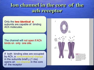 Ion channel in the core of the
ach receptor
Only the two identical α
subunits are capable of binding
ACh molecules.
The channel will not open if ACh
binds on only one site.
If both binding sites are occupied
by ACh, a conformational change
in the subunits briefl y (1 ms)
opens an ion channel in the core
of the receptor
 