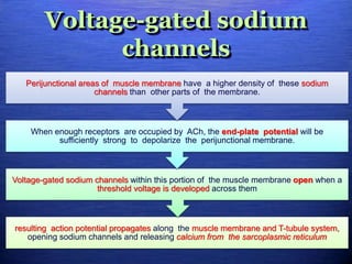 Voltage-gated sodium
channels
resulting action potential propagates along the muscle membrane and T-tubule system,
opening sodium channels and releasing calcium from the sarcoplasmic reticulum
Voltage-gated sodium channels within this portion of the muscle membrane open when a
threshold voltage is developed across them
When enough receptors are occupied by ACh, the end-plate potential will be
sufficiently strong to depolarize the perijunctional membrane.
Perijunctional areas of muscle membrane have a higher density of these sodium
channels than other parts of the membrane.
 