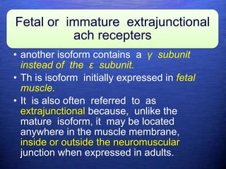 Fetal or immature extrajunctional
ach recepters
• another isoform contains a γ subunit
instead of the ε subunit.
• Th is isoform initially expressed in fetal
muscle.
• It is also often referred to as
extrajunctional because, unlike the
mature isoform, it may be located
anywhere in the muscle membrane,
inside or outside the neuromuscular
junction when expressed in adults.
 