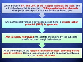 Aft er unbinding ACh, the receptors’ ion channels close, permitting the end-
plate to repolarize. Calcium is resequestered in the sarcoplasmic reticulum,
and the muscle cell relaxes.
ACh is rapidly hydrolyzed into acetate and choline by the substrate-
specific enzyme acetylcholinesterase .
when a threshold voltage is developed across them, a muscle action
potential (MAP) is generated
When between 5% and 20% of the receptor channels are open and
a threshold potential is reached, ....Voltage-gated sodium channels
within perijunctional portion of the muscle membrane open
 