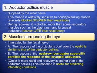 1. Adductor pollicis muscle
• Supplied by the ulnar nerve
• This muscle is relatively sensitive to nondepolarizing muscle
relaxants(blocked SOONER than respiratory)
• During recovery, it is blocked more than some respiratory
muscles such as the diaphragm and laryngeal
adductors(recover LATE than respiratory)
2. Muscles surrounding the eye
• Innervated by the facial nerve
• A. The response of the orbicularis oculi over the eyelid is
similar to that of the adductor pollicis.
• B. The response the eyebrow (corrugator supercilii)
parallels the response of the laryngeal adductors.
• (Onset is more rapid and recovery is sooner than at the
adductor pollicis.) This response is useful for predicting
intubating conditions.
 