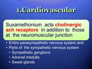 1.Cardiovascular
Suxamethonium acts cholinergic
ach receptors in addition to those
at the neuromuscular junction
• Entire parasympathetic nervous system and
• Parts of the sympathetic nervous system
• Sympathetic ganglions
• Adrenal medulla
• Sweat glands
 