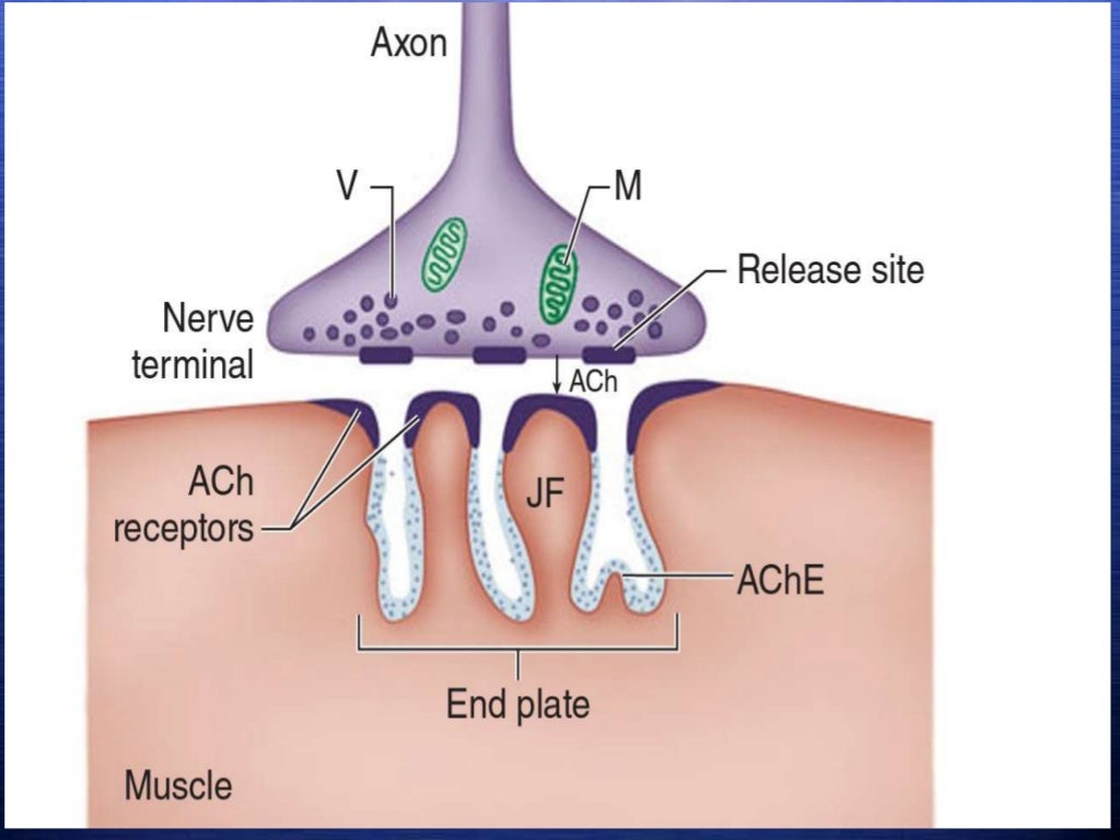 Neuromuscular blocking agents & reversal in anesthesia