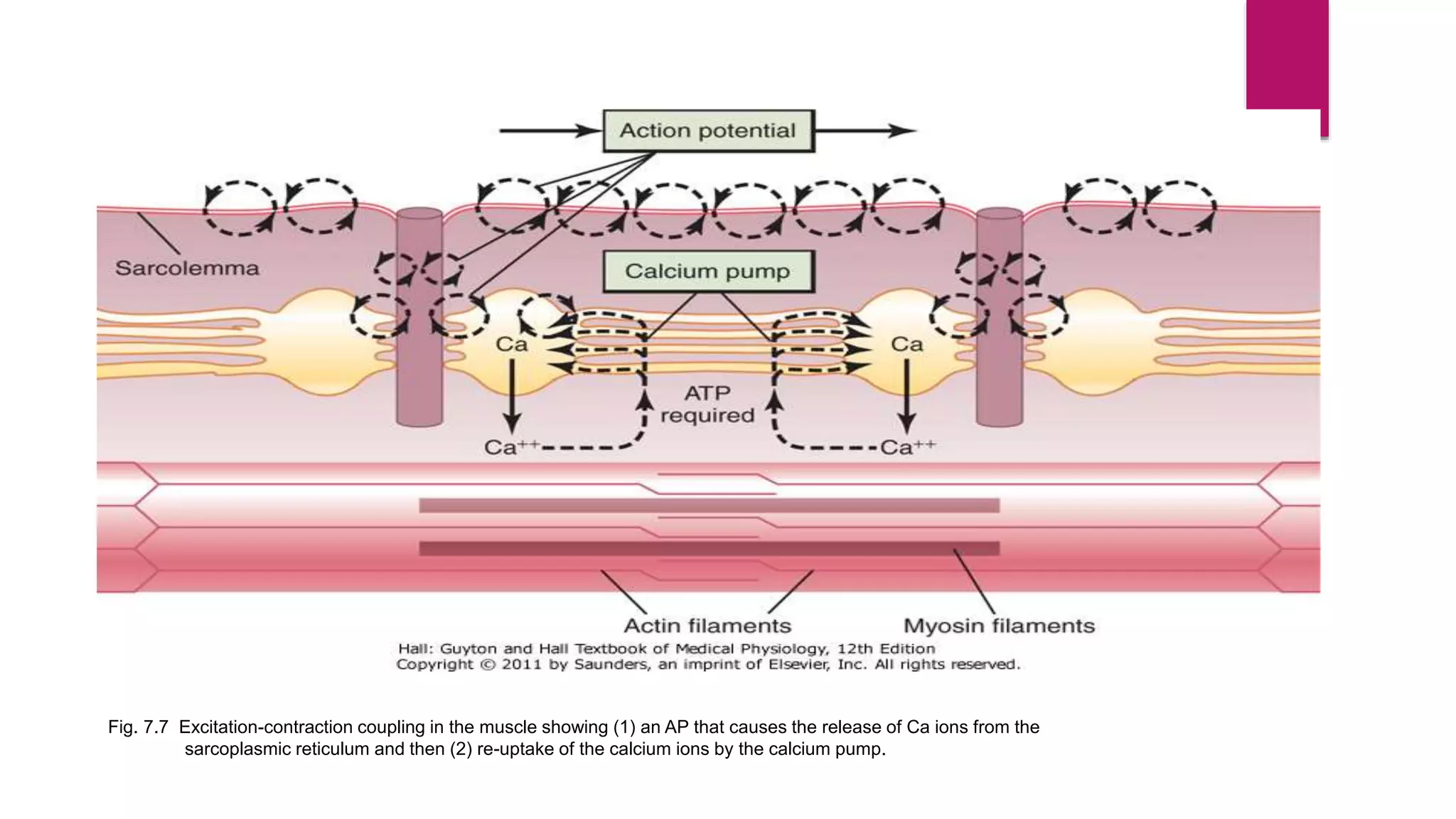 Neuromuscular coordinatioN , | PPTX