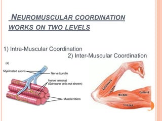 Neuromuscular Co-ordination | PPTX