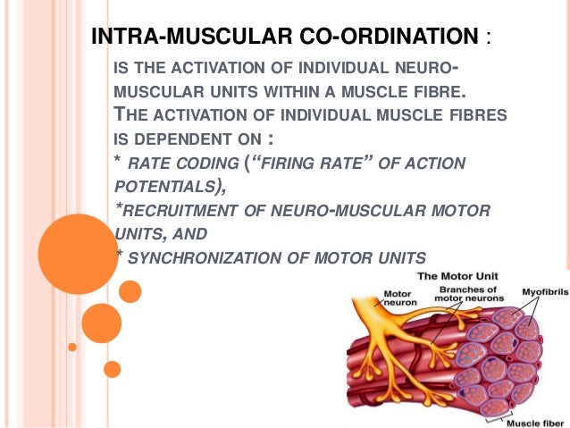 Neuromuscular Co-ordination