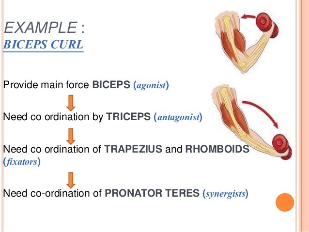 Neuromuscular Co-ordination