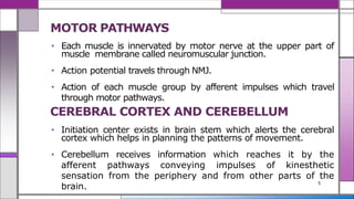 Neuromuscular Coordination and Frenkel Exercises for Rehabilitation | PDF