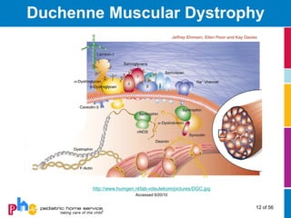 Duchenne Muscular Dystrophy




       http://www.humgen.nl/lab-vdeutekom/pictures/DGC.jpg
                         Accessed 9/20/10


                                                             12 of 56
 