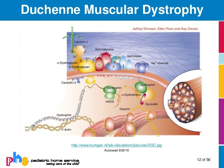 Neuromuscular Diseases
