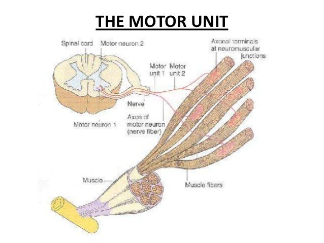 Neuromuscular junction