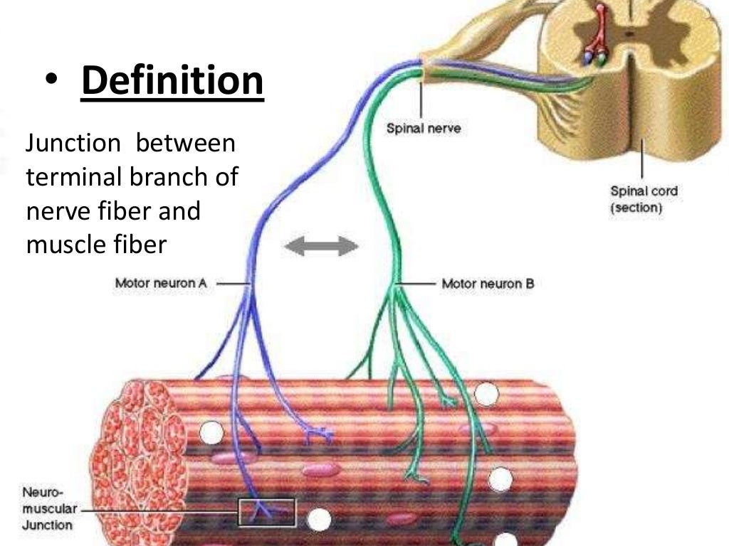 Neuromuscular junction