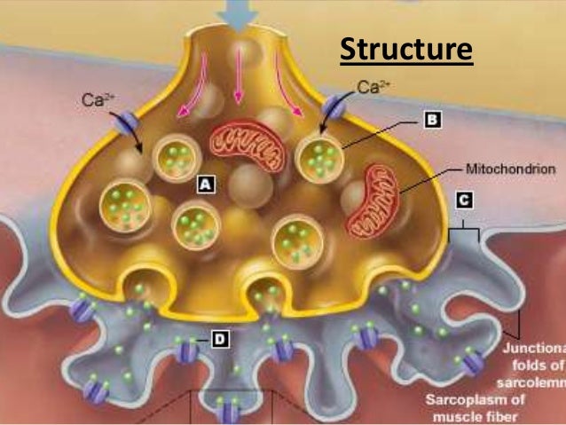 Neuromuscular junction