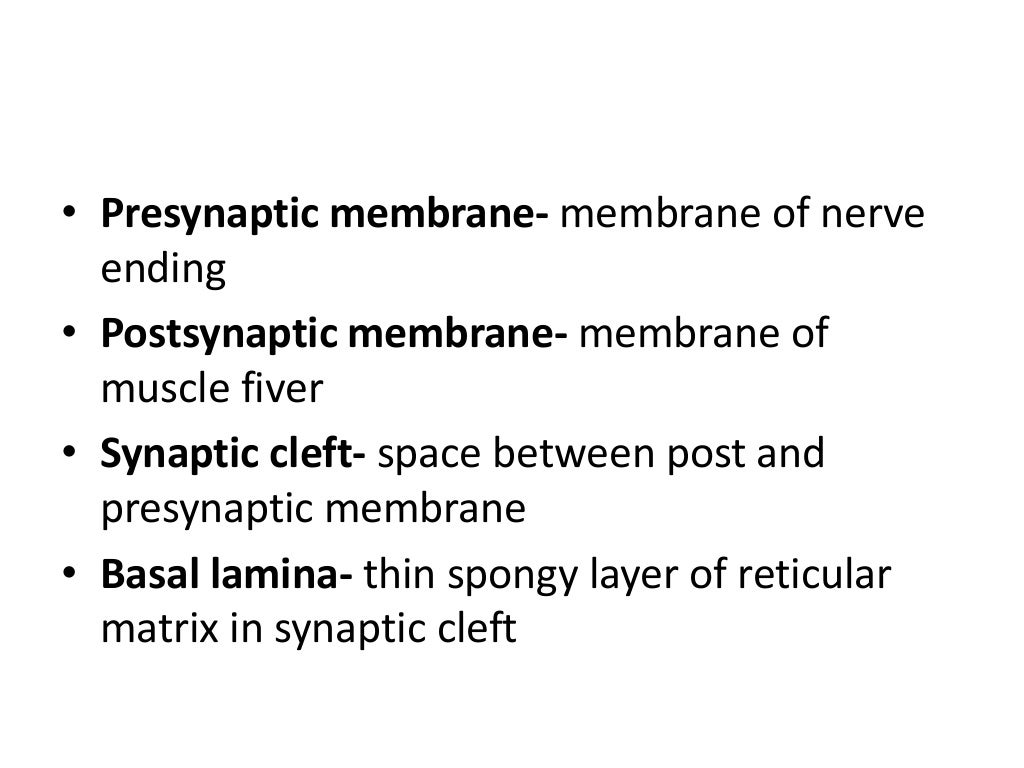 Neuromuscular junction