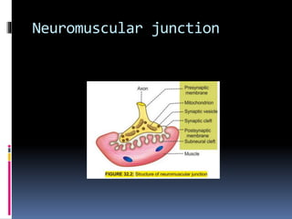 Neuromuscular junction
 